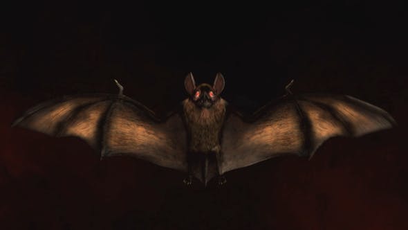 Halloween Bat Logo 2560x1440 preview image